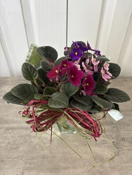 African Violet from Aladdin's Floral in Idaho Falls