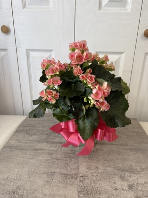 Begonia from Aladdin's Floral in Idaho Falls