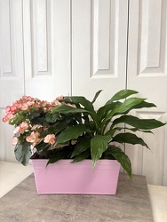 Plant Garden from Aladdin's Floral in Idaho Falls