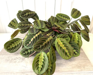 Prayer Plant from Aladdin's Floral in Idaho Falls