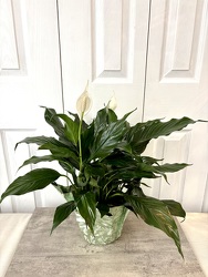 Spathiphyllum from Aladdin's Floral in Idaho Falls