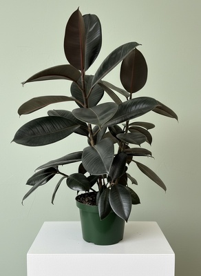 Ficus elastica "Burgundy" from Aladdin's Floral in Idaho Falls
