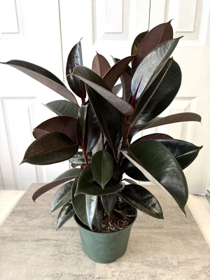 Ficus elastica "Burgundy" from Aladdin's Floral in Idaho Falls