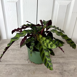 Rattlesnake Calathea from Aladdin's Floral in Idaho Falls