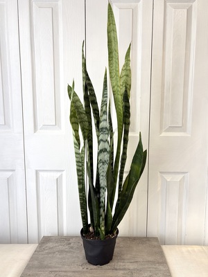 Snake Plant from Aladdin's Floral in Idaho Falls