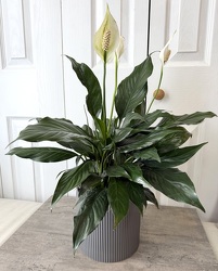 Spathiphyllum Cermaic Pot from Aladdin's Floral in Idaho Falls