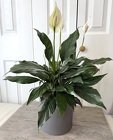 Spathiphyllum Cermaic Pot from Aladdin's Floral in Idaho Falls