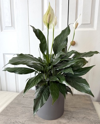 Spathiphyllum Cermaic Pot from Aladdin's Floral in Idaho Falls