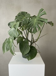 Split-leaf Philodendron from Aladdin's Floral in Idaho Falls