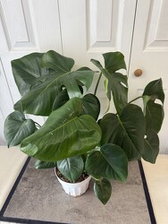 Split-leaf Philodendron from Aladdin's Floral in Idaho Falls