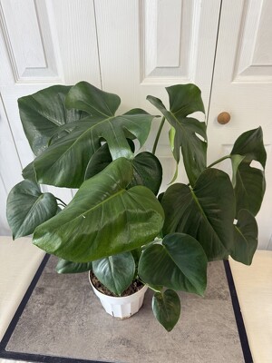 Split-leaf Philodendron from Aladdin's Floral in Idaho Falls