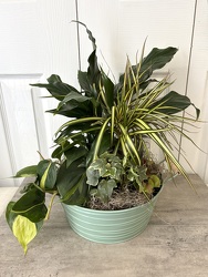 Tin Dish Garden from Aladdin's Floral in Idaho Falls