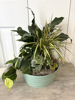 Tin Dish Garden from Aladdin's Floral in Idaho Falls