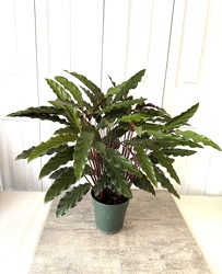 Velvet Calathea from Aladdin's Floral in Idaho Falls