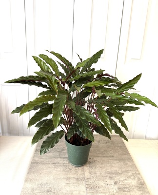 Velvet Calathea from Aladdin's Floral in Idaho Falls