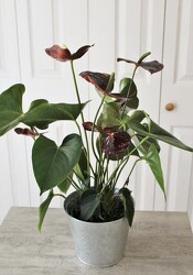 Chocolate Anthurium from Aladdin's Floral in Idaho Falls