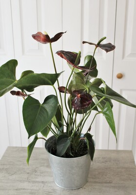 Chocolate Anthurium from Aladdin's Floral in Idaho Falls