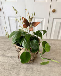 Whimsy Planter from Aladdin's Floral in Idaho Falls