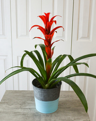 Bromelaid Plant from Aladdin's Floral in Idaho Falls