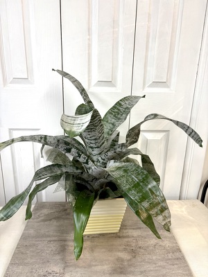 Bromeliad Plant from Aladdin's Floral in Idaho Falls
