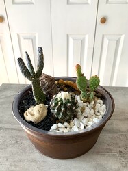 Cacti Dish Garden from Aladdin's Floral in Idaho Falls