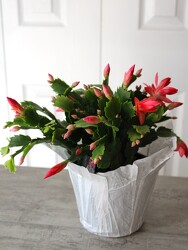Christmas Cactus from Aladdin's Floral in Idaho Falls