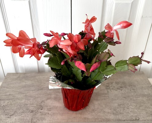 Christmas Cactus from Aladdin's Floral in Idaho Falls