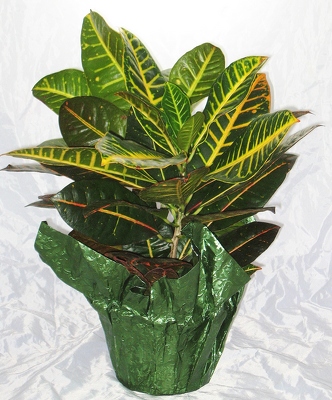 Croton Plant from Aladdin's Floral in Idaho Falls