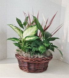 Small Dish Garden from Aladdin's Floral in Idaho Falls