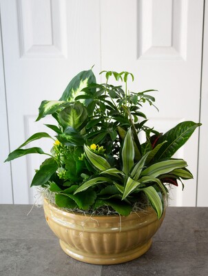 Ceramic Dish Garden from Aladdin's Floral in Idaho Falls
