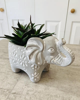 Elephant Succulent Planter from Aladdin's Floral in Idaho Falls
