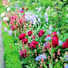 Designer's Choice from Aladdin's Floral in Idaho Falls