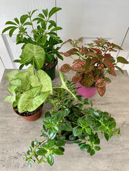 Houseplant Mix-Up from Aladdin's Floral in Idaho Falls