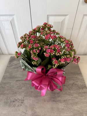 Kalanchoe from Aladdin's Floral in Idaho Falls