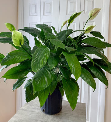 Spathiphyllum "Peace Lily" from Aladdin's Floral in Idaho Falls
