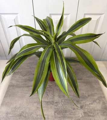 Lemon-Lime Dracaena from Aladdin's Floral in Idaho Falls