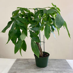 Money Tree from Aladdin's Floral in Idaho Falls