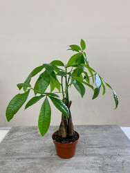 Money Tree from Aladdin's Floral in Idaho Falls