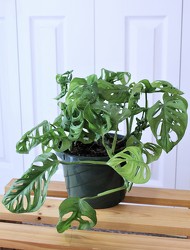 Monstera "Swiss Cheese" from Aladdin's Floral in Idaho Falls