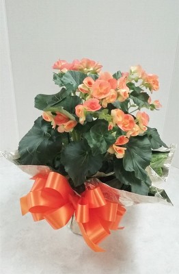 Begonia from Aladdin's Floral in Idaho Falls