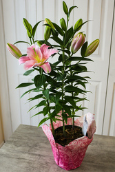 Oriental Lily Plant from Aladdin's Floral in Idaho Falls