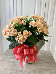 Begonia from Aladdin's Floral in Idaho Falls
