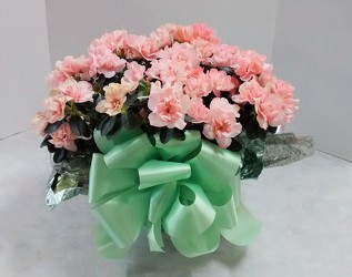 Pink Azalea from Aladdin's Floral in Idaho Falls