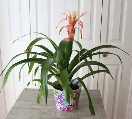 Bromeliad from Aladdin's Floral in Idaho Falls