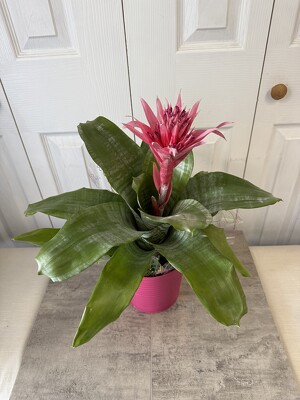 Bromeliad Plant from Aladdin's Floral in Idaho Falls