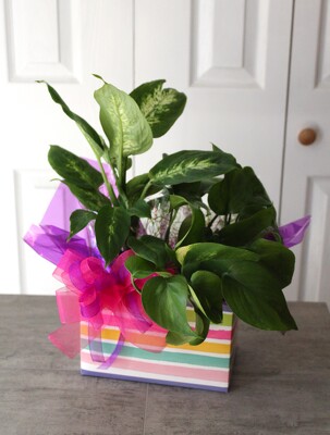 Plant Gift Box from Aladdin's Floral in Idaho Falls