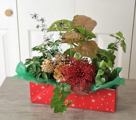 Festive Plant Gift Box from Aladdin's Floral in Idaho Falls