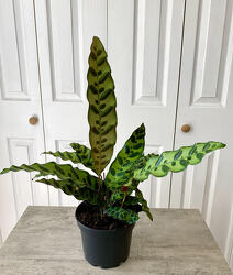 Rattlesnake Calathea from Aladdin's Floral in Idaho Falls