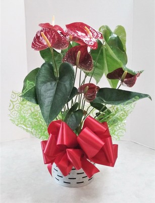 Red Anthurium from Aladdin's Floral in Idaho Falls