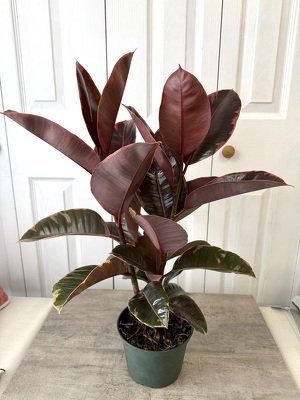 Ficus elastica "Tineke" from Aladdin's Floral in Idaho Falls